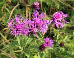 Attēlu rezultāti vaicājumam “Centaurea phrygia flower”
