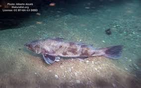 Image result for Menticirrhus americanus