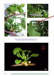 Attēlu rezultāti vaicājumam “Ginkgo biloba female flower”