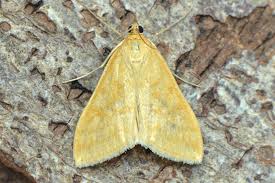 Attēlu rezultāti vaicājumam “Sitochroa verticalis”