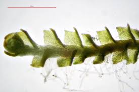 Attēlu rezultāti vaicājumam “Tritomaria exsectiformis”