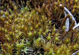 Attēlu rezultāti vaicājumam “Didymodon fallax var. brevifolius”