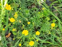 Attēlu rezultāti vaicājumam “Ranunculus auricomus leaf”