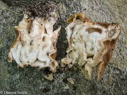 Attēlu rezultāti vaicājumam “Gyromitra gigas”