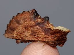 Attēlu rezultāti vaicājumam “Ptilodon capucina imago”