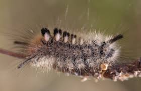 Attēlu rezultāti vaicājumam “Gynaephora selenitica larva”