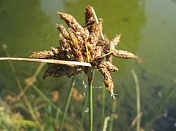 Attēlu rezultāti vaicājumam “Schoenoplectus lacustris subsp. glaucus bud”