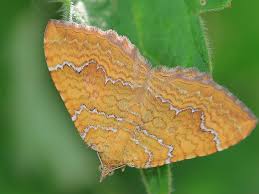 Attēlu rezultāti vaicājumam “Camptogramma bilineata”