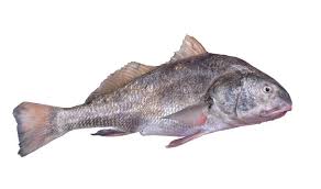 Image result for Pogonias cromis