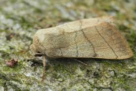 Attēlu rezultāti vaicājumam “Charanyca trigrammica”