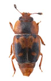 Attēlu rezultāti vaicājumam “Epuraea sp.”