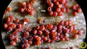 Attēlu rezultāti vaicājumam “Neonectria coccinea”