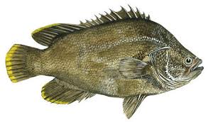 Image result for Lobotes surinamensis