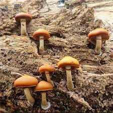 Attēlu rezultāti vaicājumam “Lycogala asperum macro”