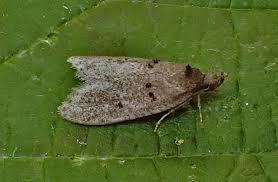 Attēlu rezultāti vaicājumam “Luquetia lobella”