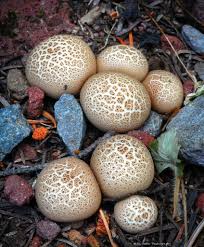 Attēlu rezultāti vaicājumam “Lycoperdon pyriforme”