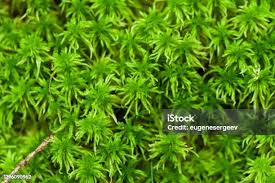 Attēlu rezultāti vaicājumam “Cirriphyllum piliferum”