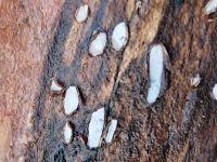 Attēlu rezultāti vaicājumam “Propolis farinosa”