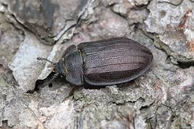 Attēlu rezultāti vaicājumam “Peltis grossa”