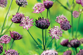 Attēlu rezultāti vaicājumam “Astrantia major flower”