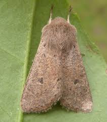 Attēlu rezultāti vaicājumam “Orthosia cruda”