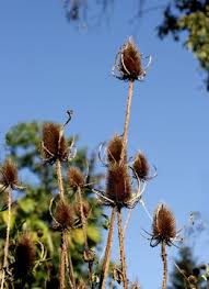 Image result for Dipsacus silvestris
