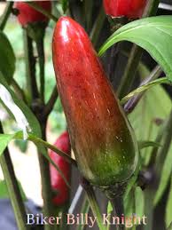 Afbeeldingsresultaat voor biker billy jalapeno hot pepper