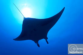 Image result for Mobula alfredi