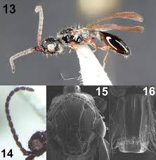 Attēlu rezultāti vaicājumam “Petractis sp.”