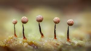 Attēlu rezultāti vaicājumam “Cribraria argillacea young”