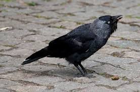 Attēlu rezultāti vaicājumam “Corvus monedula adult”