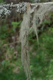 Attēlu rezultāti vaicājumam “Bryoria capillaris”