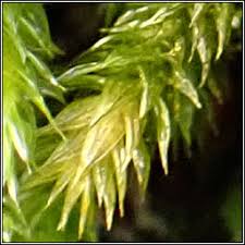 Attēlu rezultāti vaicājumam “Leucodon sciuroides”