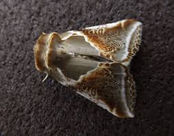 Attēlu rezultāti vaicājumam “Habrosyne pyritoides”