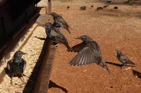Attēlu rezultāti vaicājumam “Sturnus vulgaris nest”