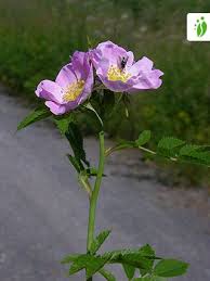 Image result for Rosengewächse