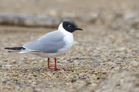 Image result for Chroicocephalus philadelphia