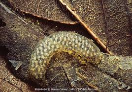 Attēlu rezultāti vaicājumam “Trichoptera egg mass”