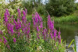 Attēlu rezultāti vaicājumam “Lythraceae”