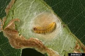 Attēlu rezultāti vaicājumam “Tischeriidae”