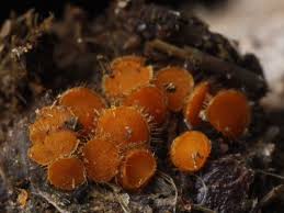 Attēlu rezultāti vaicājumam “Cheilymenia stercorea”