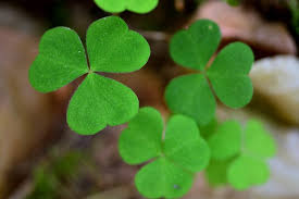 Attēlu rezultāti vaicājumam “Oxalis acetosella leaf”