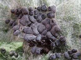 Attēlu rezultāti vaicājumam “Didymium tussilaginis macro”