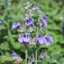 Attēlu rezultāti vaicājumam “Nepeta x faassenii flower”