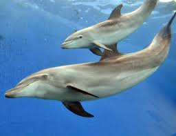 Image result for japan dolphin slaughter