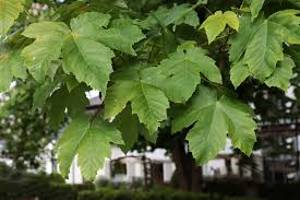 Attēlu rezultāti vaicājumam “Acer pseudoplatanus leaf”