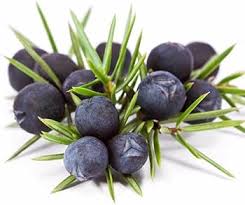 Attēlu rezultāti vaicājumam “Juniperus communis fruit”