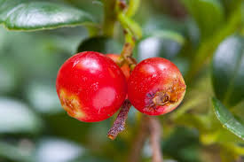 Attēlu rezultāti vaicājumam “Vaccinium vitis-idaea”