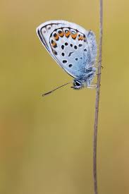Attēlu rezultāti vaicājumam “Plebejus argus”