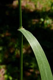 Attēlu rezultāti vaicājumam “Agrostis capillaris”